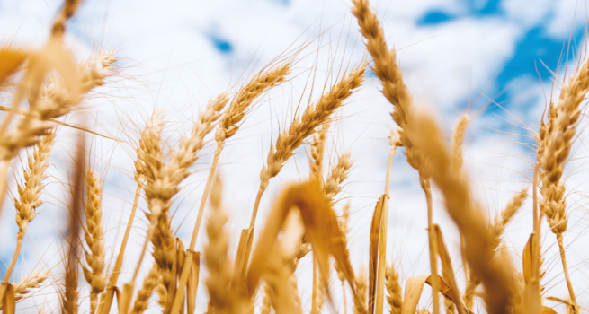 Wheat Field